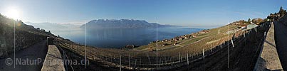 P009284: Panoramafoto Morgen über den Rebberg der Lavaux (Genfersee)