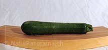 P009368: Panoramabild Zucchetti (Gemüse)
