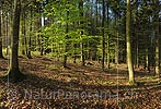 P009491: Hochauflösendes Foto Frisches Buchenlaub