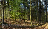 P009492: Hochauflösendes Bild Frisches Buchenlaub