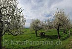 P009528: Hochaufgelöstes Foto Blühende Apfelbäume in Obestgarten