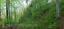 P009602: Grosses Bild Buchenwald im Frühling