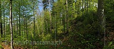P009605: Grosses Bild Sonnenschein im lichten Buchenwald