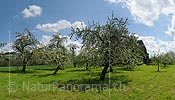 P009612a: Panoramabild Blühende Apfelbäume