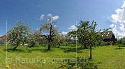 P009615: Hochauflösendes Bild von blühende Obstbäumen