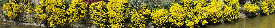 P009622: Panoramabild Blühende Blumen an Steinmauer