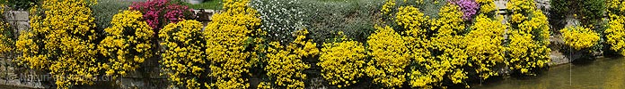 P009623: Panorama Blühende Blumen an Steinmauer