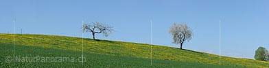 P009634: Panoramabild Blühende Bäume