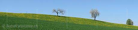 P009635: Panoramabild Blühende Kirschbäume in blühender Löwenzahnwiese