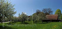 P009654: Hochauflösendes Foto von blühenden Obstbäumen