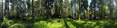P009673a: 360° Gigapixel-Panoramabild Mischwald (Frühlingswald)