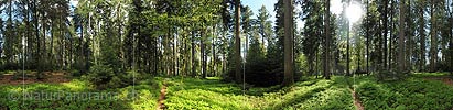 P009675: Gigapixel-Panorama Mischwald