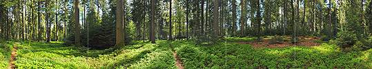P009675a: 360° Panorama Mischwald im Frühling