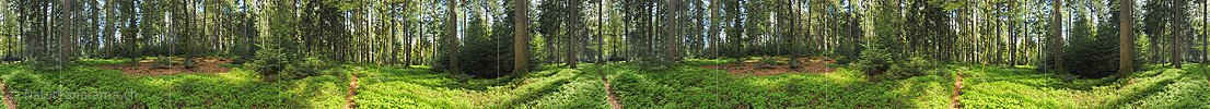 P009675b: 360° Panorama Mischwald im Frühling