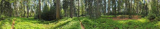 P009675c: 360° Panoramabild Mischwald im Frühling