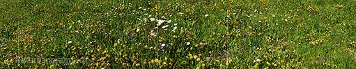 P009931: Panoramabild Blühende Bergwiese