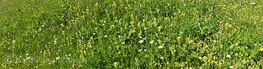 P009934: Panorama Blühende Blumenwiese