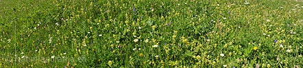P009936: Panoramafoto Blühende Blumenwiese
