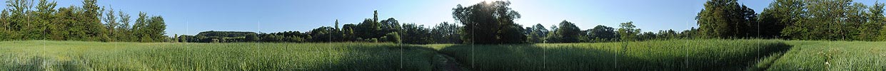 P010240: Panoramabild Schilf in Auenlandschaft