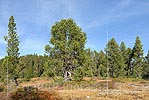 P010793: Grossbild Föhre in Naturlandschaft
