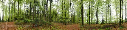 P012402a: 360° Panoramabild Frühlingswald