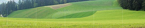 P012661: Panoramabild eines blattförmigen Getreidefeldes
