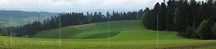P012662: Panoramafoto eines blattförmigen Getreidefeldes