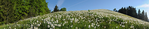 P012833: Panoramabild Blühende Narzissen auf Bergwiese