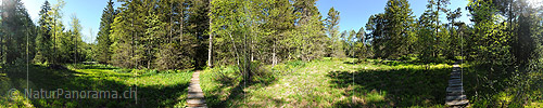 P012852: 360° Panoramabild Lichtung im Frühlingswald