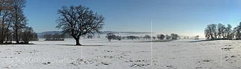 P014013: Panoramafoto Markanter Einzelbaum auf schneebedeckter Ebene