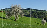 P014284: Grosses Panoramafoto Blühender Kirschbaum