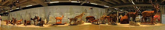 P014482: Panoramafoto Einheimische Wildtiere
