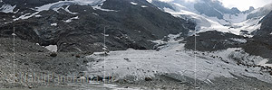 P015001: Panoramafoto Marsch der Steinböcke über den Gletscher