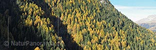 P015352: Panoramafoto Bergwald mit Lärchen und Tannen