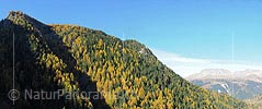 P015353: Panoramafoto Bergflanke mit Herbstwald