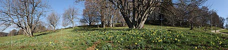 P015995: Panoramafoto Blühende Narzissen auf Juraweide