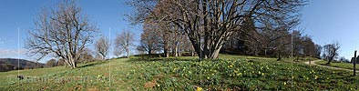 P015996: Panoramafoto Blühende Narzissen auf Juraweide