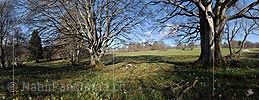 P015999: Panoramafoto Gruppe von knorrigen Bäumen