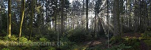 P017357a: Panoramafoto Lichtstrahlen im Wald