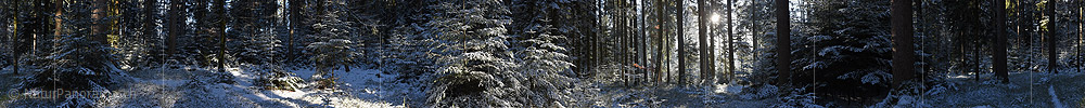 P017484: 360° Panoramabild Winterwald