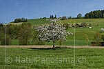 P017753a: Panoramafoto Blühender Apfelbaum