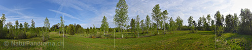 P017846b: Panoramabild Lichter Birkenwald in Moorlandschaft