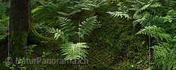 P017971: Panoramafoto Waldboden mit Farn und Baumstamm