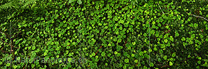 P017980: Panoramafoto Waldboden