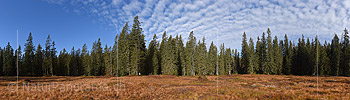 P018816: Hochaufgelöstes Panoramafoto Flache Lichtung im Bergwald