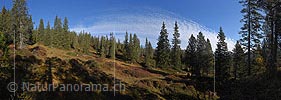P018819: Grosses Panoramafoto Lichter Bergwald