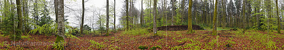 P019586: 360° Gigapixel Foto aus dem Frühlingswald