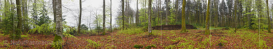 P019586b: 360° Grosspanorama aus dem Frühlingswald