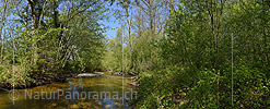 P019613: Panoramafoto Wasserlauf im Frühlingswald