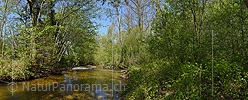 P019613a: Panoramafoto Wasserlauf im frühlingshaften Auenwald